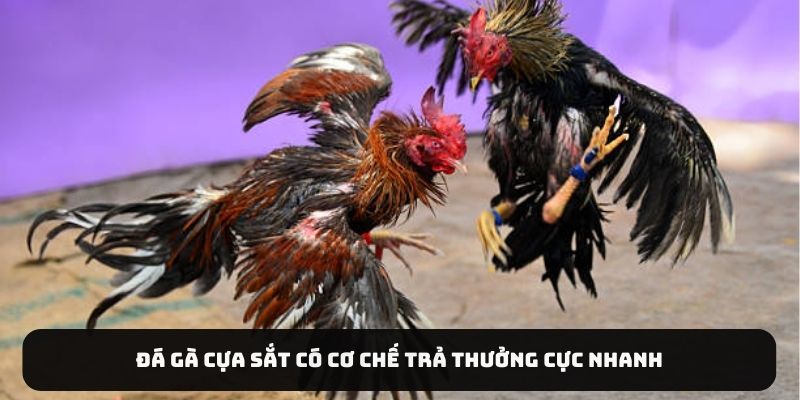 Đá gà cựa sắt có cơ chế trả thưởng cực nhanh