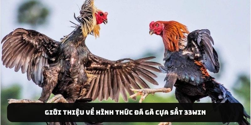 Giới thiệu về hình thức đá gà cựa sắt 33WIN