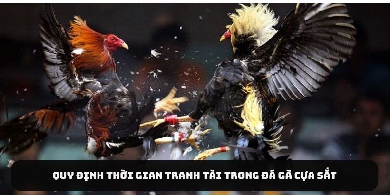 Quy định thời gian tranh tài trong đá gà cựa sắt